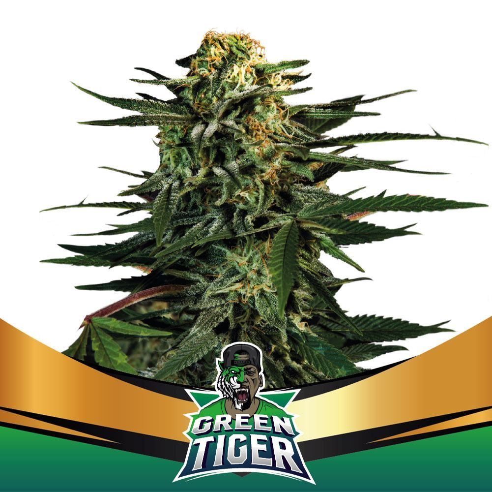Green Tiger | BSF Seeds | Cannabis Seeds - Zamnesia