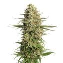 Skywalker Saga (Amsterdam Genetics) feminisiert