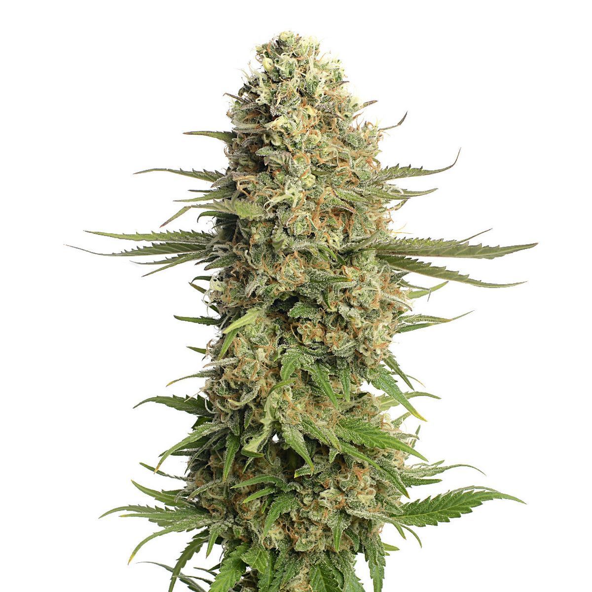 Skywalker Saga Feminisiert (Amsterdam Genetics)