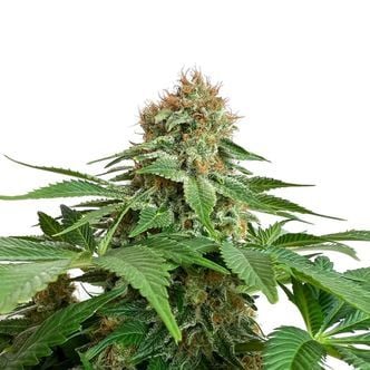 Grapefruit Superstar (Amsterdam Genetics) feminisiert