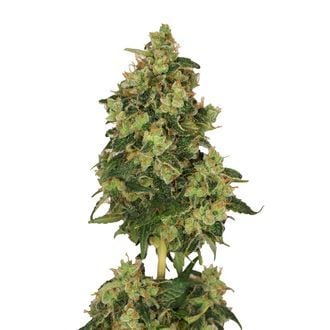 Skyrocket (Amsterdam Genetics) feminized