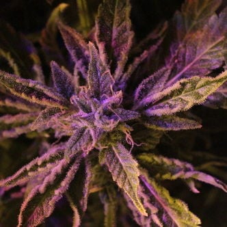 Doctor's Choice 1 (Doctor's Choice) feminized