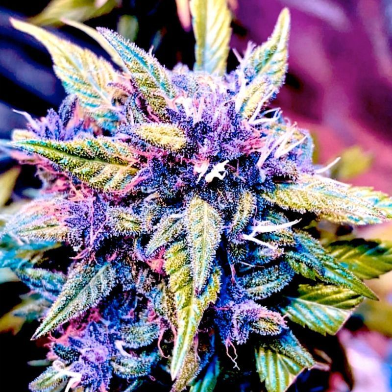 Blackberry Rocks Feminisiert (Bsb Genetics)