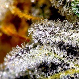 vanilla frosting strain thc level vanilla frosting strain thc level
