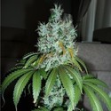 Kuchi (Devil Harvest Original) feminized