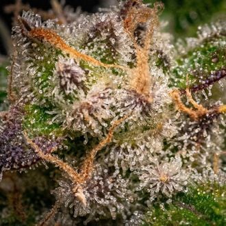 Runtz Autoflower (Zamnesia Seeds) feminized