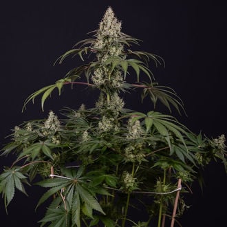 Runtz Autoflower (Zamnesia Seeds) feminized