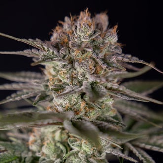 Runtz Autoflower (Zamnesia Seeds) feminized
