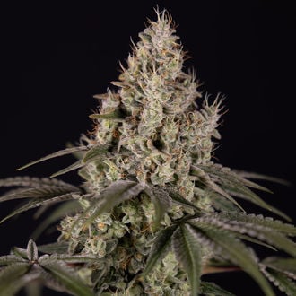 Runtz Autoflower (Zamnesia Seeds) feminized