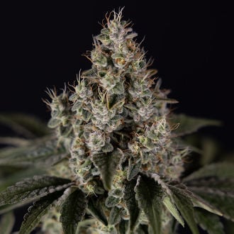 Runtz Autoflower (Zamnesia Seeds) feminized