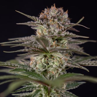 Runtz Autoflower (Zamnesia Seeds) feminized