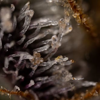 Runtz Autoflower (Zamnesia Seeds) feminized