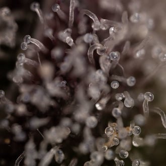 Runtz Autoflower (Zamnesia Seeds) feminized