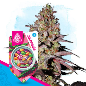 Runtz Autoflower (Zamnesia Seeds) feminized