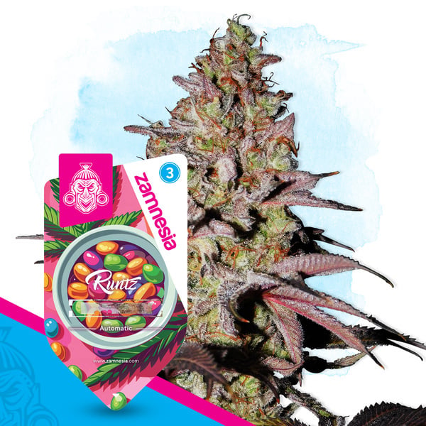 Runtz Autoflower (Zamnesia Seeds) feminized