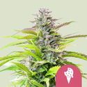 Cookies Gelato (Royal Queen Seeds) feminisiert