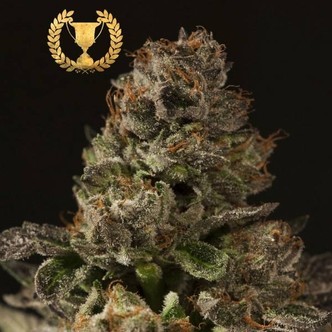 Strawberry Sour Diesel (Devil's Harvest) Feminized