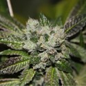 Strawberry Sour Diesel (Devil Harvest Original) feminized