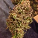 Strawberry Sour Diesel (Devil Harvest Original) feminized