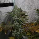 Strawberry Sour Diesel (Devil Harvest Original) feminized