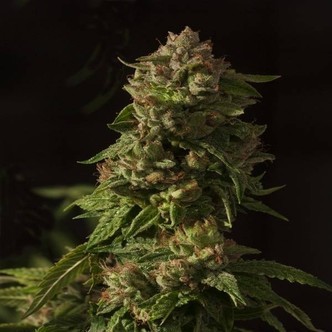 Fallen Angel (Devil's Harvest) feminized