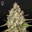 Lost Pearl (Greenhouse Seeds) feminized