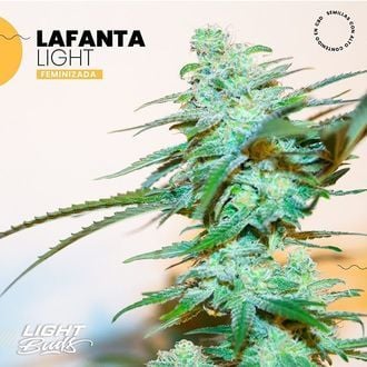 Lafanta Light (Light Buds) feminisiert