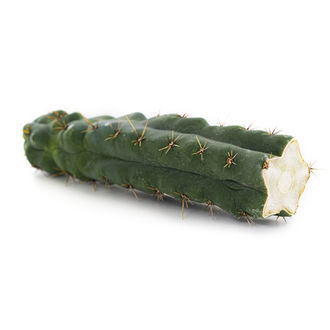 Echinopsis ''zamnesiana''