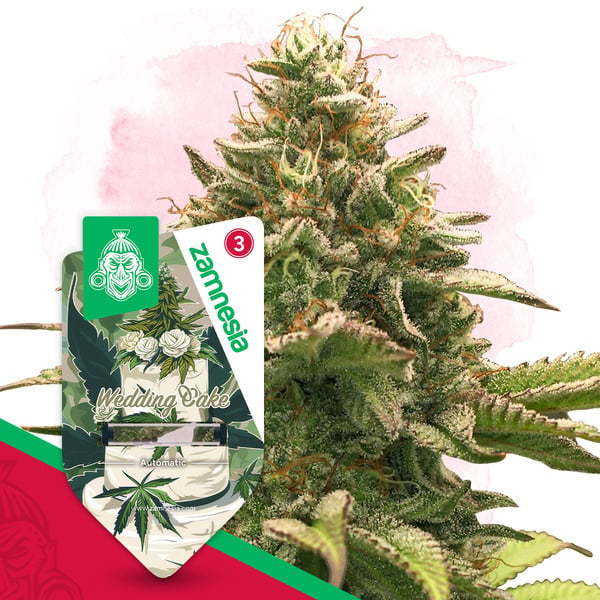 Wedding Cake Autoflower (Zamnesia Seeds) feminized