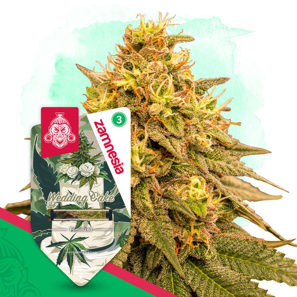 Wedding Cake (Zamnesia Seeds) feminized