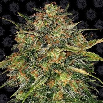 Cheese (Barney's Farm) feminized