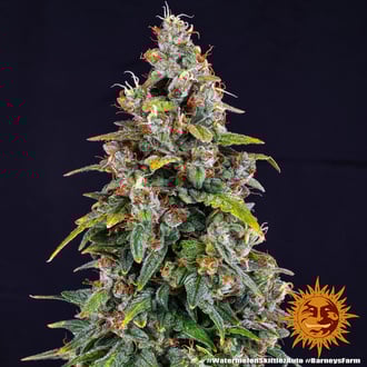 Watermelon Zkittlez Auto (Barney's Farm) feminized
