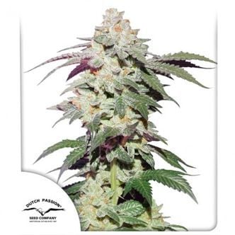 Skywalker Haze (Dutch Passion) feminisiert