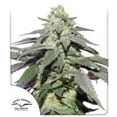 Auto Skywalker Haze (Dutch Passion) feminized