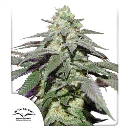 Auto Skywalker Haze (Dutch Passion)