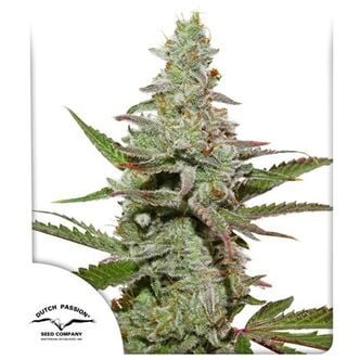 Amsterdam Amnesia (Dutch Passion) feminized