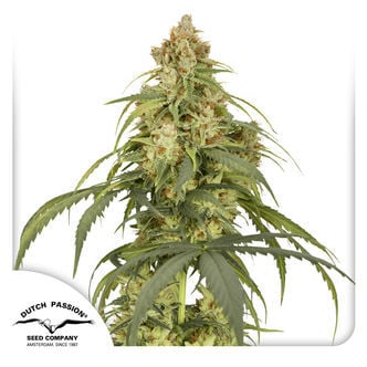 Auto CBD-Victory (Dutch Passion) feminisiert