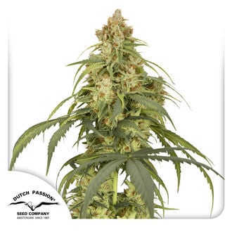 Auto CBD-Victory (Dutch Passion) feminized