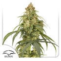 Auto CBD-Victory (Dutch Passion) feminisiert