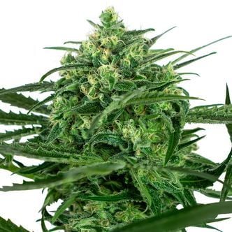 Sensi Amnesia (Sensi Seeds) feminized