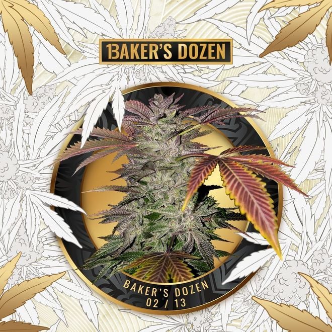 Baker's Dozen Exclusive Orangesicle T.H.Seeds Zamnesia