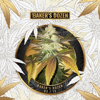 Baker's Dozen Exclusive (T.H. Seeds x Zamnesia) feminized