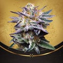 Do-Si-Dos Punch (Advanced Seeds x Zamnesia) feminized