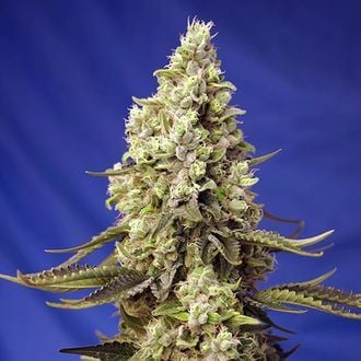 Runtz XL Auto (Sweet Seeds) feminized