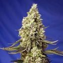 Runtz XL Auto (Sweet Seeds) feminized