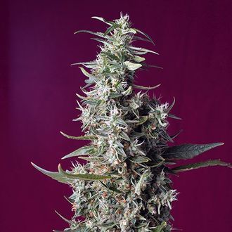 Sweet Cherry Pie (Sweet Seeds) feminized