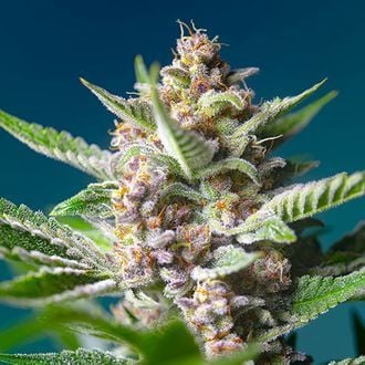 Purple Punch OG (Sweet Seeds) feminized