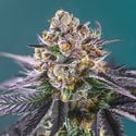 Red Strawberry Banana Auto (Sweet Seeds) feminized