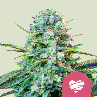 Wedding Crasher (Royal Queen Seeds) feminisiert