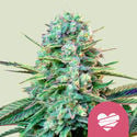 Wedding Crasher (Royal Queen Seeds) feminized